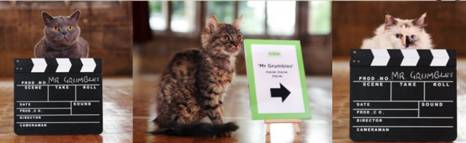 Job: CATS WANTED FOR ASDA'S CHRISTMAS CAMPAIGN